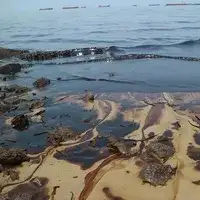 حمأة نفطية/ حمأة زيتية